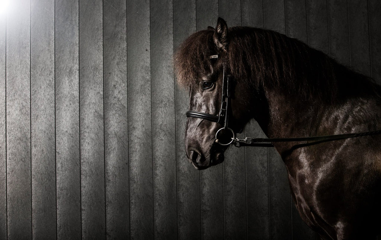 black friday rideudstyr stirremme, pandebånd